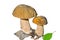Mushrooms (Cape) 12