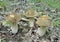 Mushrooms Cape 2