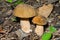 Mushrooms (Cape) 2