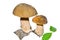 Mushrooms (Cape) 7