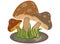 Mushrooms cartoon