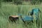 Mushrooms champignons, sausages on the grill and a chair on the background of nature. Charcoal cooking during a picnic.