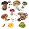 Mushrooms. Chanterelle, Black and King Trumpet, Oyster mushrooms and Niscalo, Portobello isolated on white background