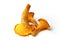 Mushrooms chanterelle ( Cantharellus cibarius )