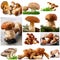 Mushrooms collage in white background