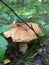 Mushrooms, in the colorful forests of Karelia