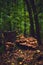 Mushrooms covering old tree root