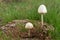 Mushrooms on Cow Dung
