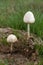 Mushrooms on Cow Dung
