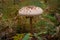 Mushrooms cut in the woods. Mushroom boletus edilus. Popular white Boletus mushrooms in forest.