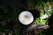 Mushrooms Cystolepiota high - Macrolepiota procera