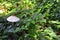 Mushrooms Cystolepiota high - Macrolepiota procera