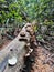 Mushrooms on a dead fallen tree trunk in the rainforest. Fungi mushroom species grows on recently cut or fallen logs.