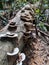 Mushrooms on a dead fallen tree trunk in the rainforest. Fungi mushroom species grows on recently cut or fallen logs.