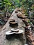 Mushrooms on a dead fallen tree trunk in the rainforest. Fungi mushroom species grows on recently cut or fallen logs.