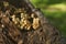 Mushrooms on decayed tree