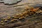 Mushrooms on a decaying fallen tree trunk