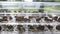 Mushrooms drying process