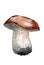 Mushrooms, edible mushrooms and toadstools, forest mushrooms. Watercolor illustration, handmade.