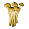 Mushrooms edible timber. White isolated background with clipping path. Closeup with no shadows. Eating vegetarian. Five mushroo