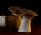 Mushrooms eringi champignons grow on a beautiful background, ingredients