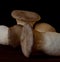 Mushrooms eringi champignons grow on a beautiful background, ingredients