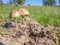 Mushrooms in a fairy tale autumn meadow.