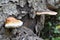 The mushrooms on the fallen tree