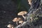 Mushrooms on fallen tree, Ash Cave, Ohio