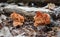 Mushrooms false morels