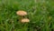 Mushrooms flourishing amidst a bed of lush grass.