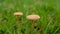 Mushrooms flourishing amidst a bed of lush grass.