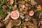 mushrooms fly agaric in grass on autumn forest background. toxic and hallucinogen red poisonous amanita muscaria fungus macro clos