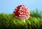 Mushrooms Fly agaric in summer forest