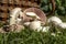 Mushrooms without focus, like a natural background. Poisonous mushrooms Agaricus Xanthodermus which like real champignons