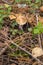 Mushrooms in a forest in Belarus in autumn, boletus or Russula