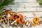 Mushrooms in forest. Card on autumn or summertime. Forest harvest. Boletus, aspen, chanterelles, leaves, buds, berries, Top view