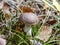 Mushrooms in the forest, macro photography, polish landscapes, wild nature, forests, Poland