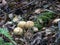 Mushrooms in the forest, macro photography, polish landscapes, wild nature, forests, Poland