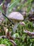 Mushrooms in the forest, macro photography, polish landscapes, wild nature, Poland