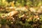 Mushrooms in the forest. many bovine mushrooms