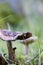 Mushrooms in the forest very colorful surrounded by moss and moisture and great blur