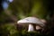 Mushrooms in the forest very colorful surrounded by moss and moisture and great blur