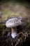 Mushrooms in the forest very colorful surrounded by moss and moisture and great blur