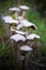 Mushrooms in the forest very colorful surrounded by moss and moisture and great blur