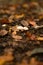 Mushrooms on the forestfloor during autumn stroll in the tranquil woods