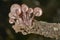 Mushrooms in the forests of the Sierra de Grazalema