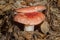 Mushrooms in the forests of the Sierra de Grazalema