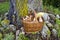 Mushrooms fungi in old wicker basket