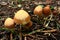 Mushrooms Galerina marginata